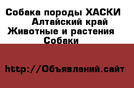 Собака породы“ХАСКИ “ - Алтайский край Животные и растения » Собаки   